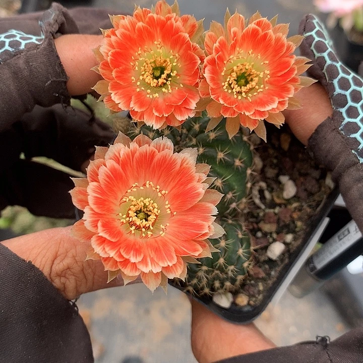 7132 实生丽花7厘米盆