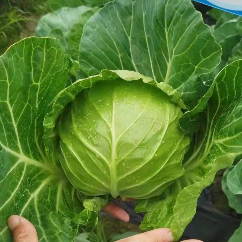 绿甘蓝种子甘蓝苗子大头菜种籽苗卷心菜花莲白不裂球抗热绿甘蓝