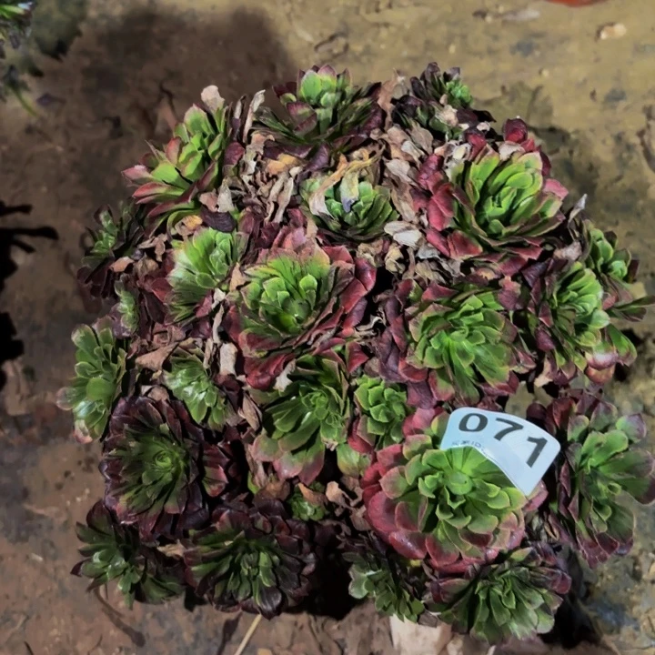 071莫兰迪多肉植物不售后