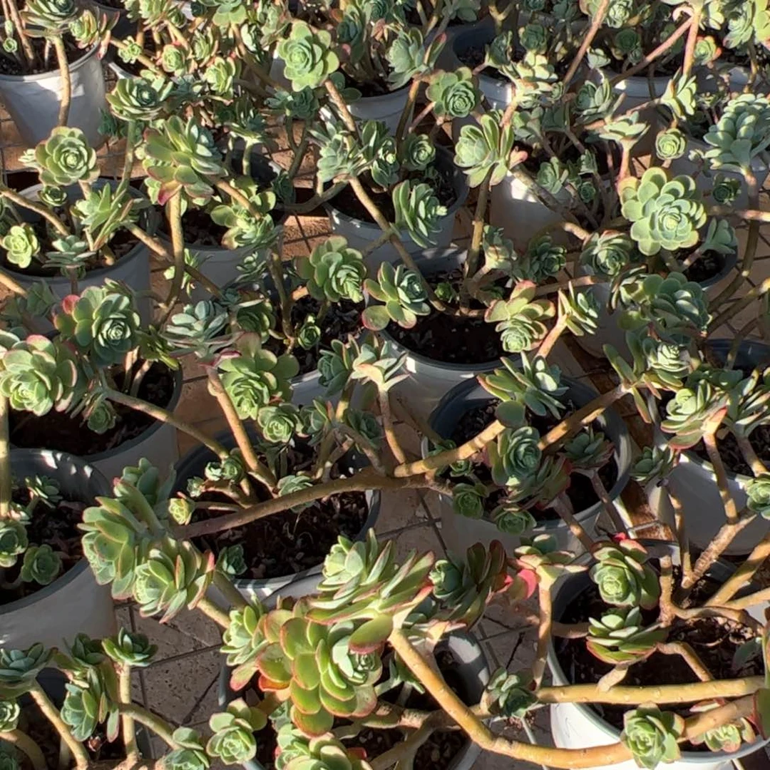 新疆包邮 圆叶薄化妆