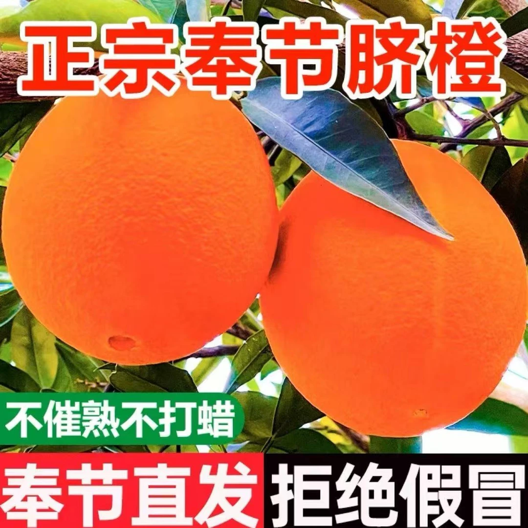 【顺丰快递包邮】正宗重庆奉节伦晚春橙10斤大果 自家果园 现摘现发 爆甜多汁