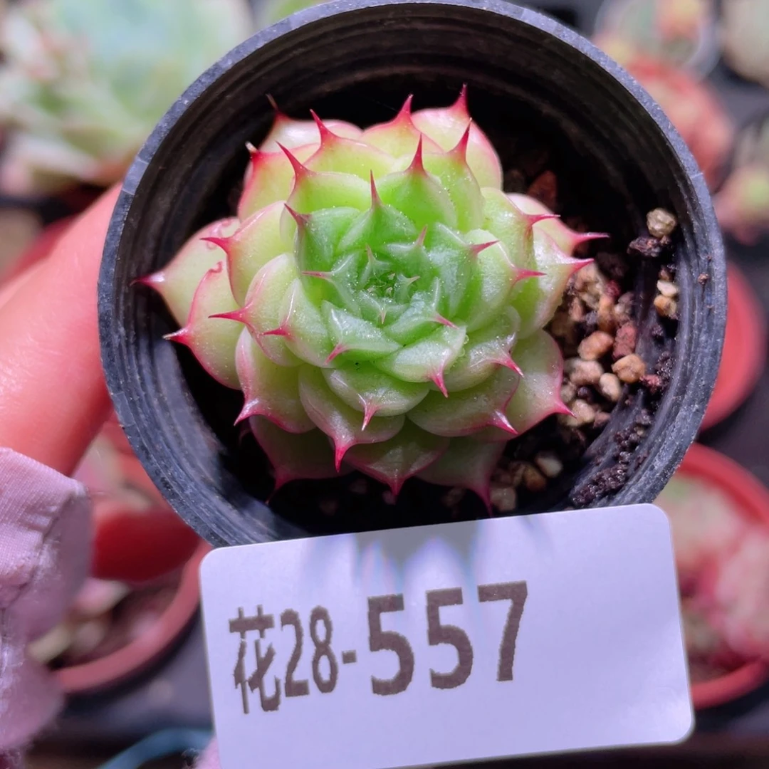 花利美28-557海王