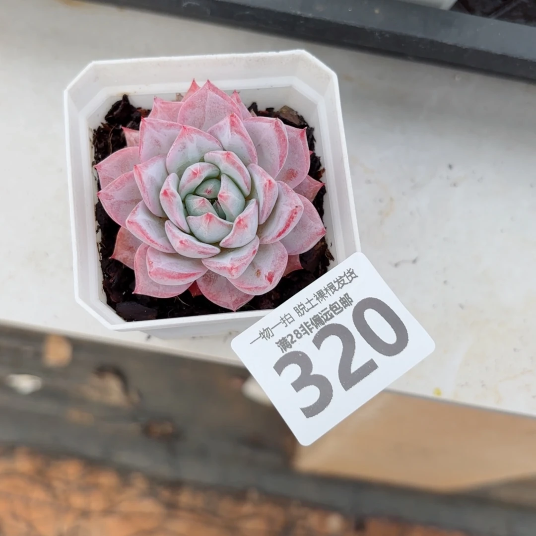 粉蓝鸟单头无盆土发货