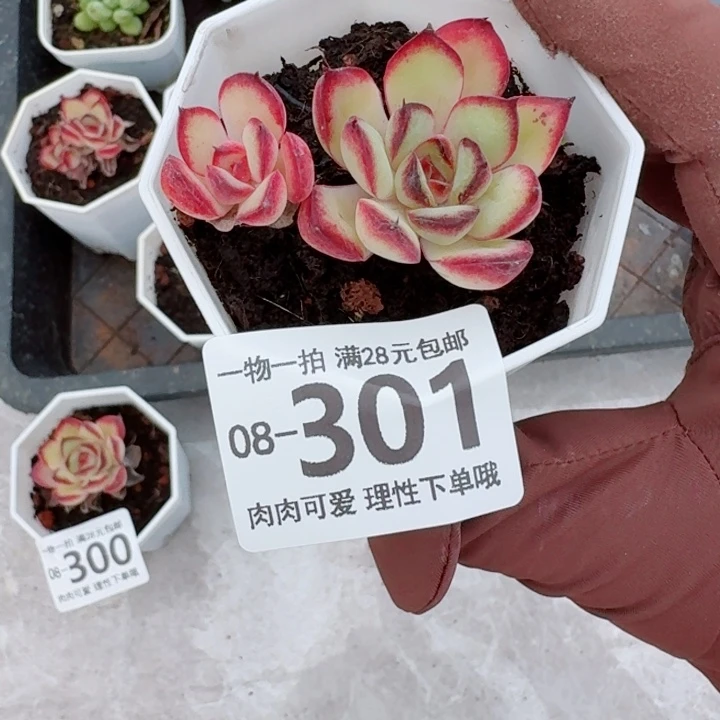 肉酱玫瑰无盆土发货多