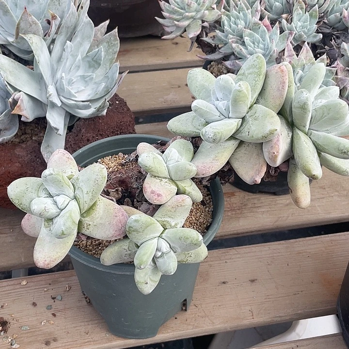 小鹿多肉一物一拍6546