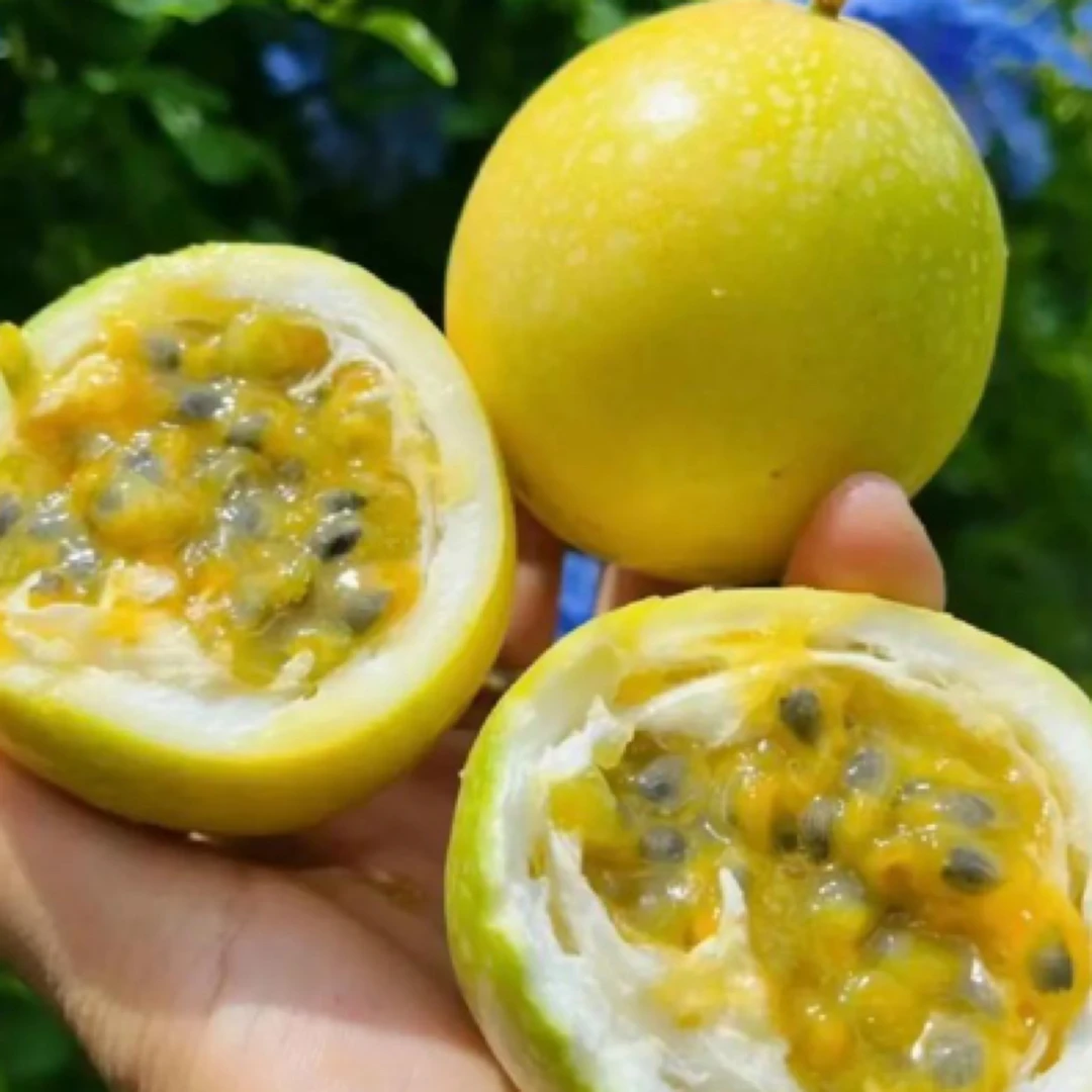 海南黄金百香果6枚，放软皱皮风味更佳