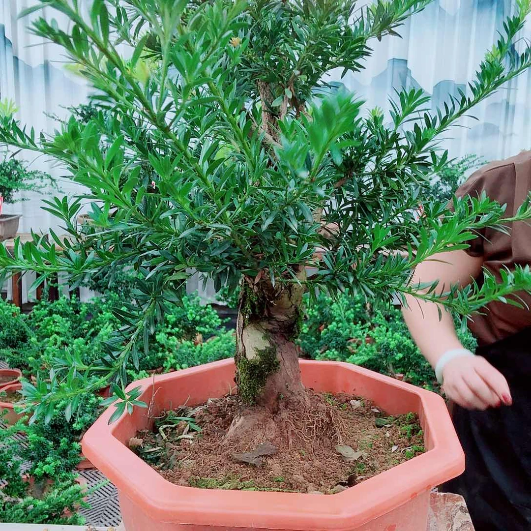 无花朵罗汉松一物一拍8888