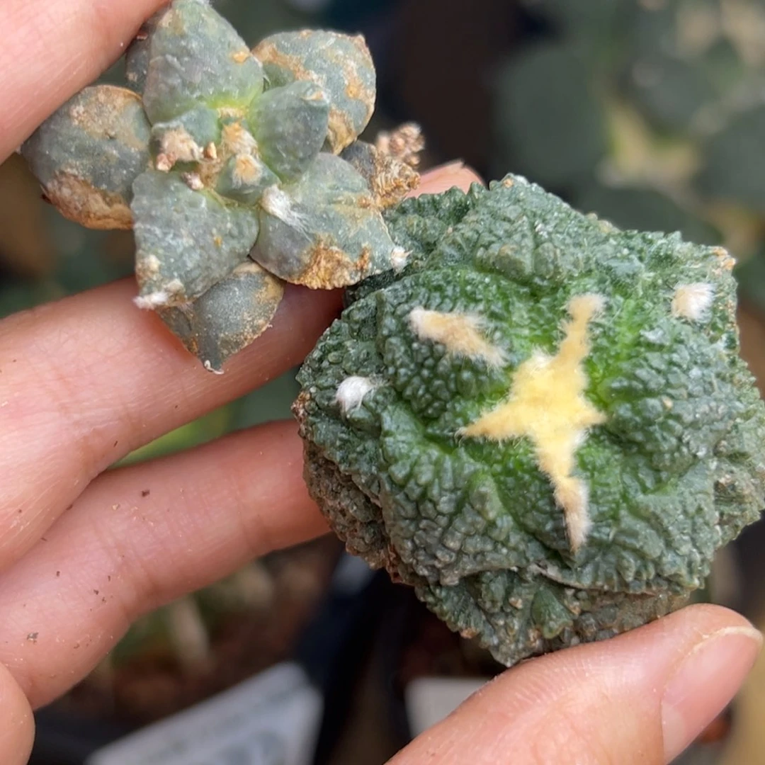 378 有根 仙人球的世界里