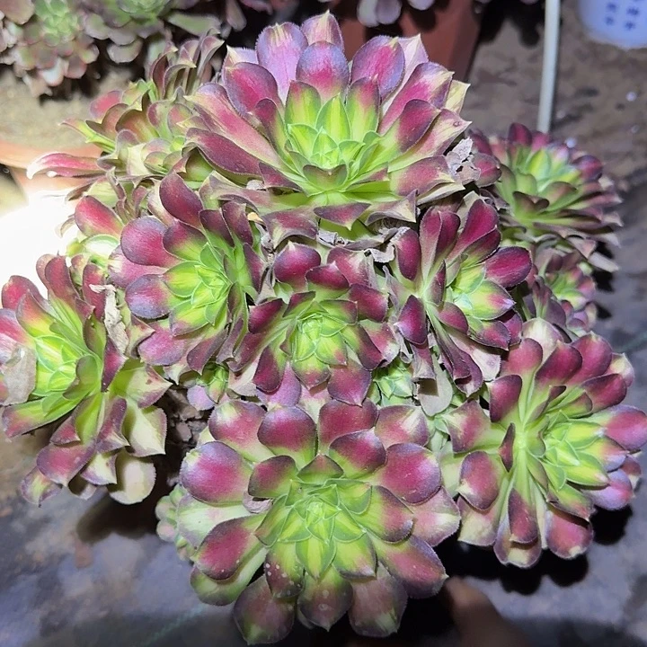 精品韶华老桩开播福利22