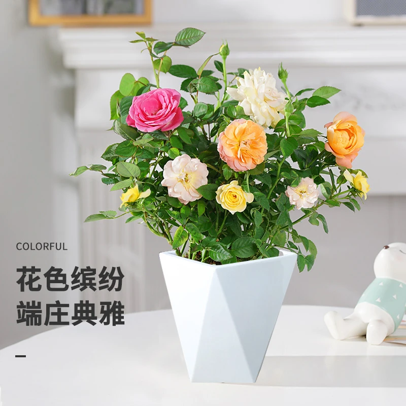 A1福利款混色月季花盆栽四季开花阳台庭院花苗带花苞月季花苗花卉