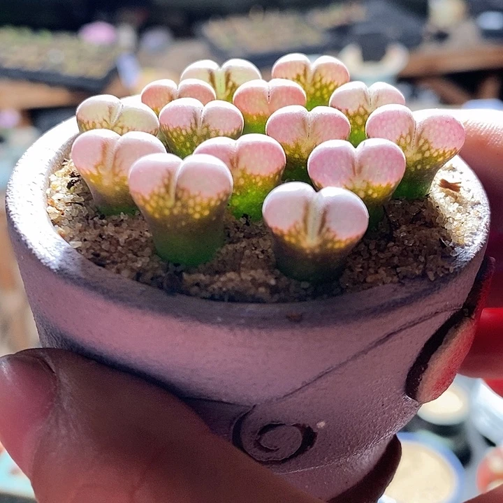 日本原株风铃一颗。