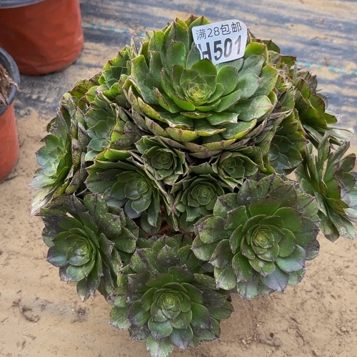 501多肉植物一物一拍
