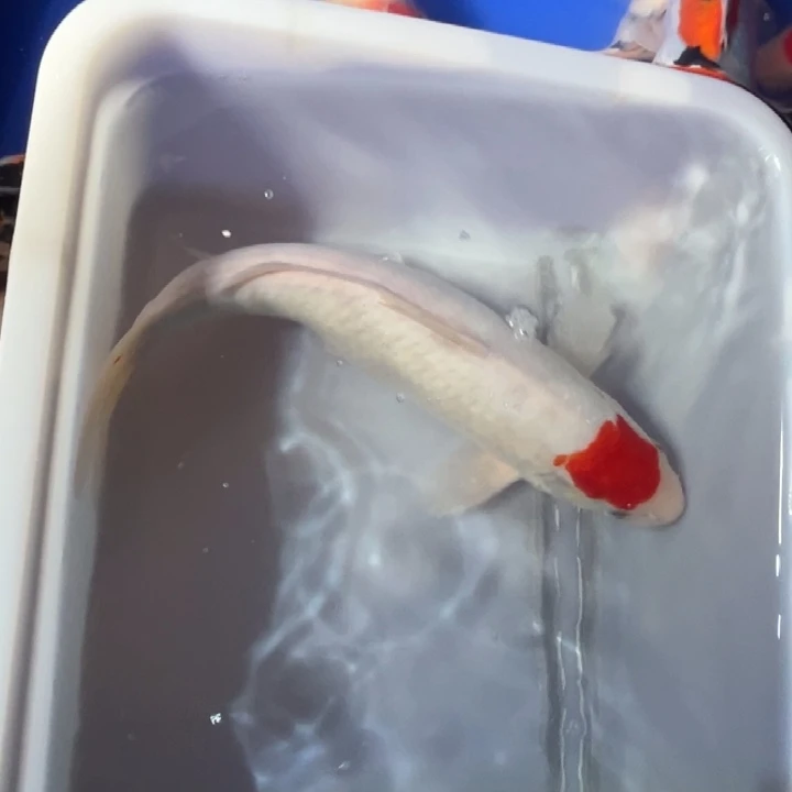 锦鲤锦鲤红白丹顶