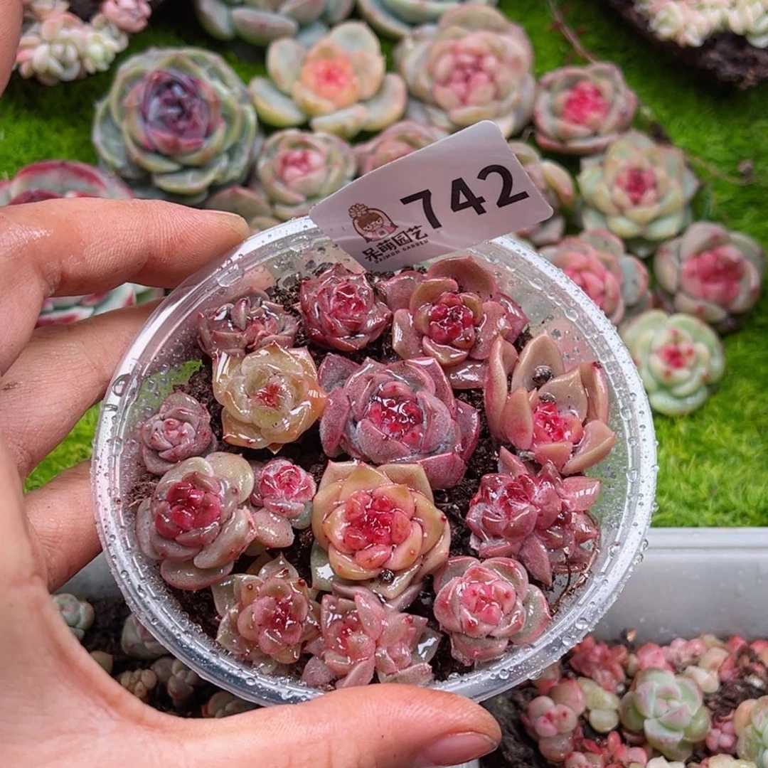 多肉植物多肉植物