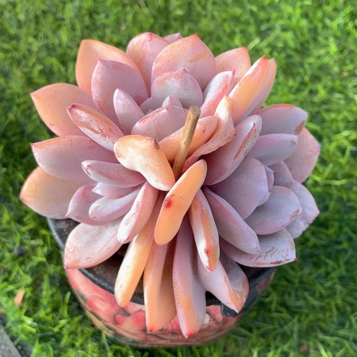 多肉植物 奶茶（韩）-4