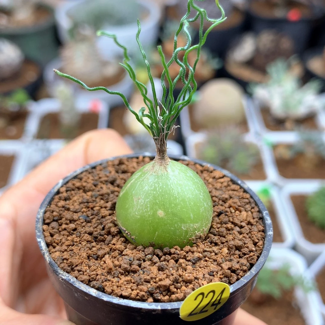 大*友224泰迪海葱多肉带盆