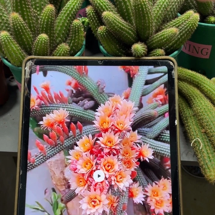 群生多头垂钓金妞十头