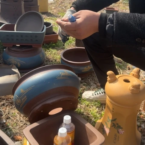 紫砂花盆紫砂花盆盆景盆栽