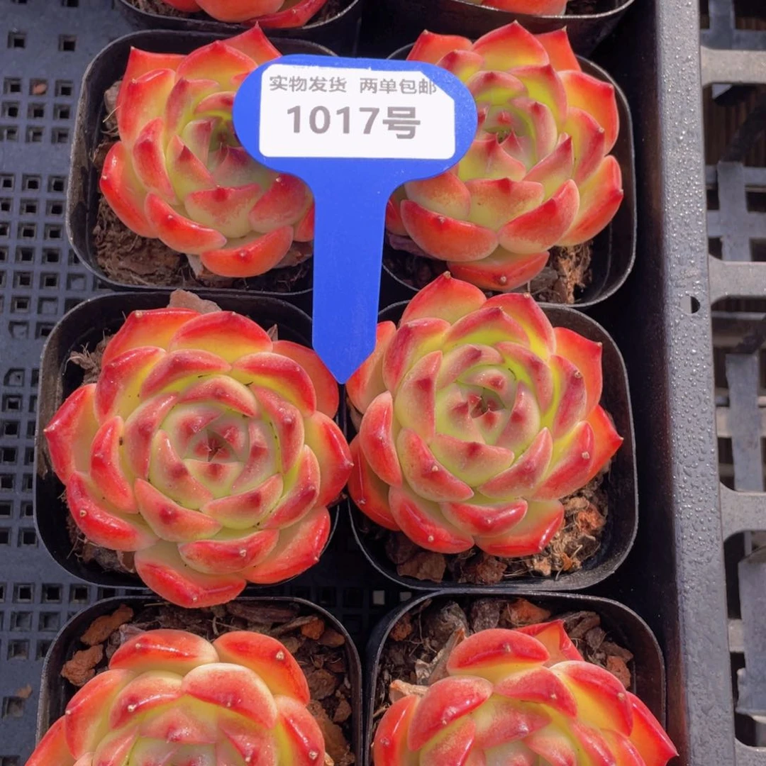 1017号韩版芙洛拉单头两个