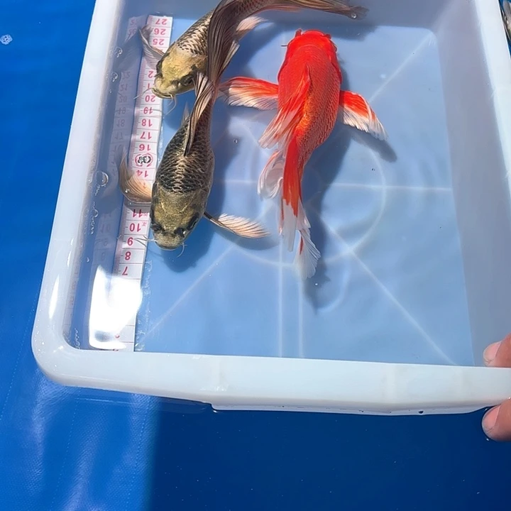 海水鱼蝴蝶鲤观赏鱼多色