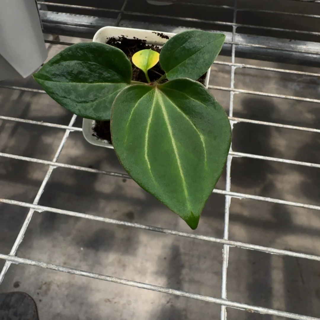 不开花植物籽播kos