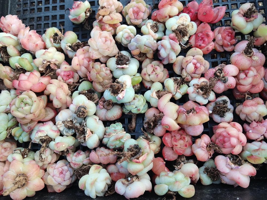 精品多肉植物小崽随机装一盒（40-50颗）