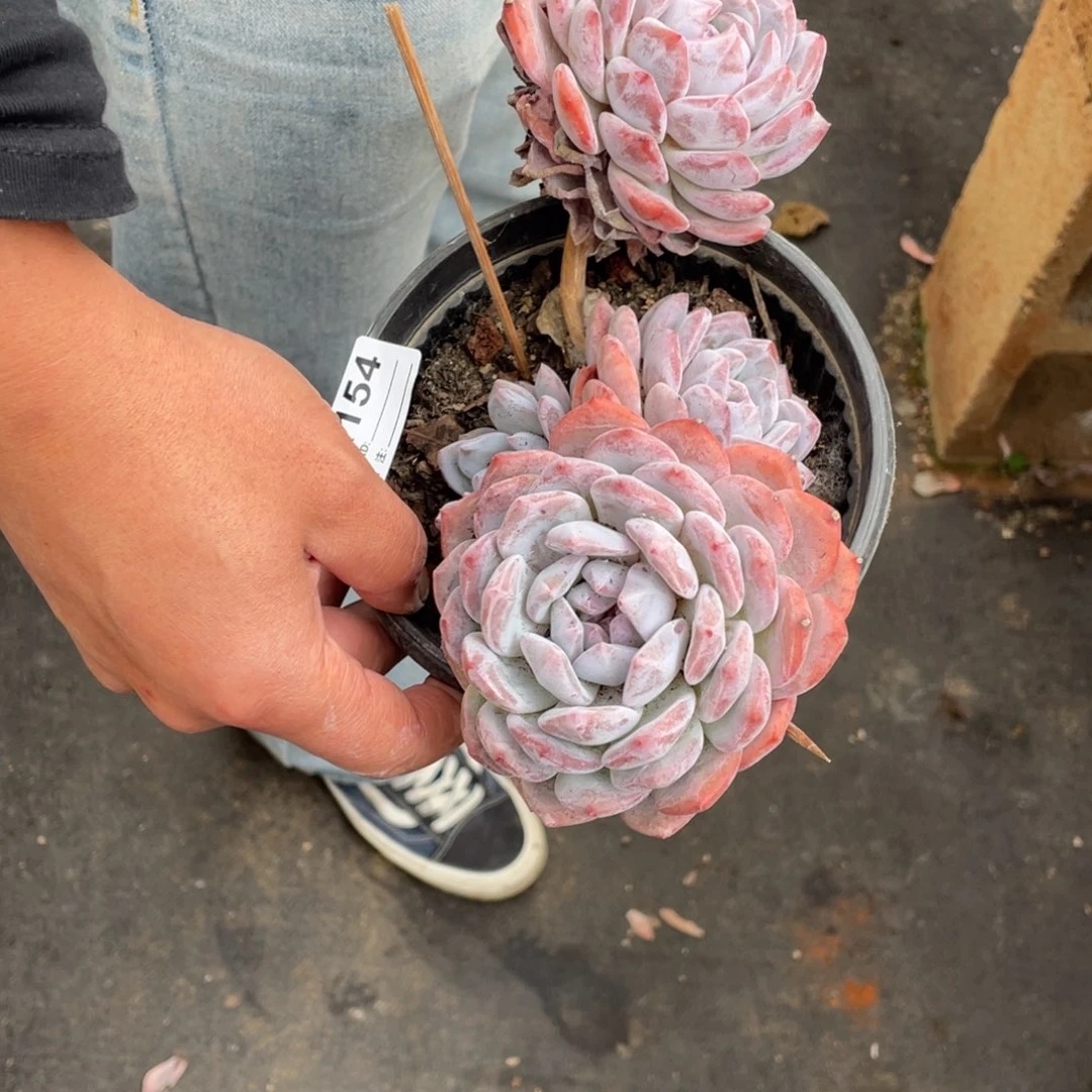 A154静好多肉园艺