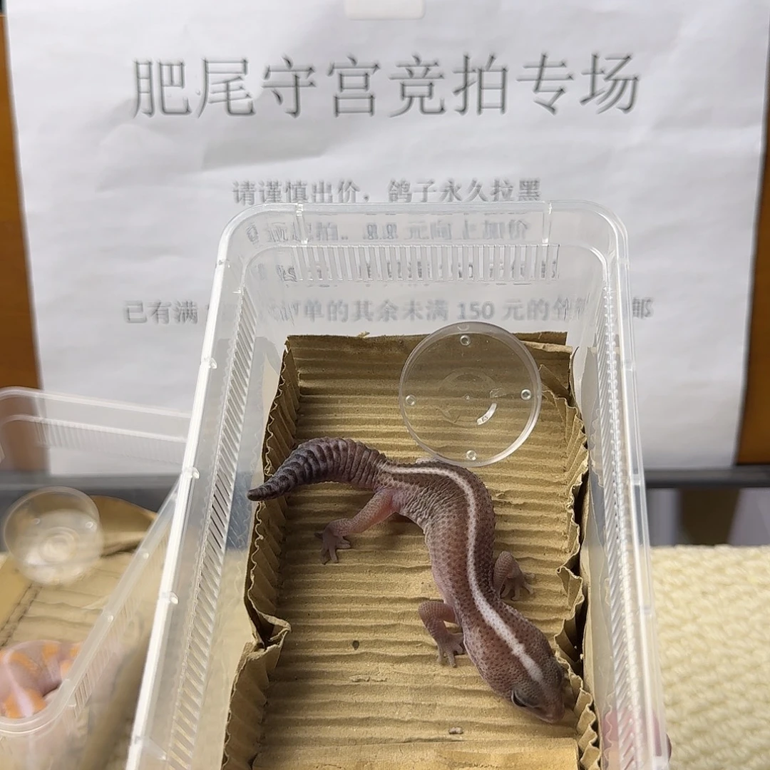 肥尾守宫直线奥利奥无纹 妹妹