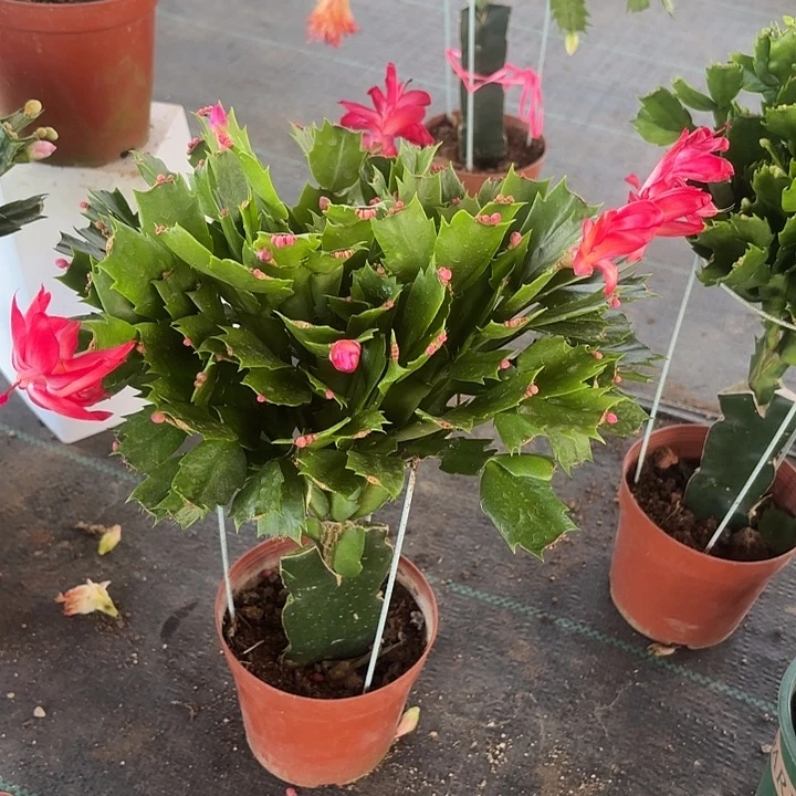 鹃***姐当前无花栽培后可以开花