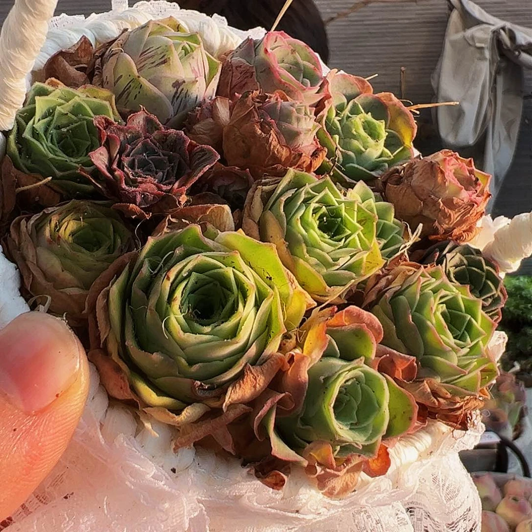 丹*?山地玫瑰花篮。B220.220