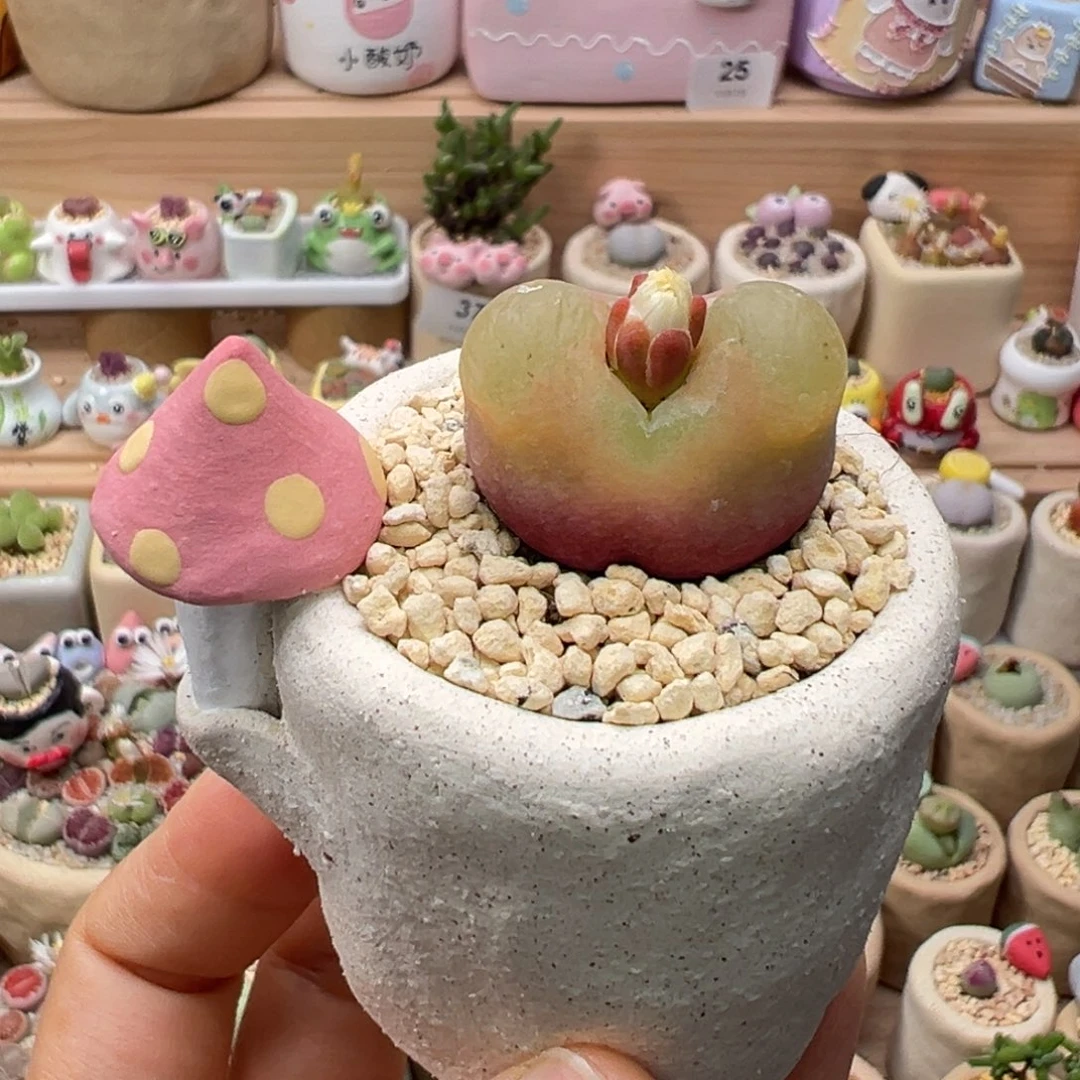 多肉植物66号大毛