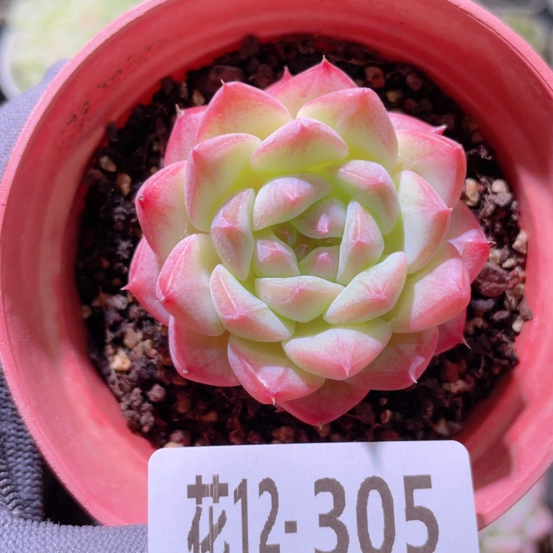 花利美12-305白桃汽水