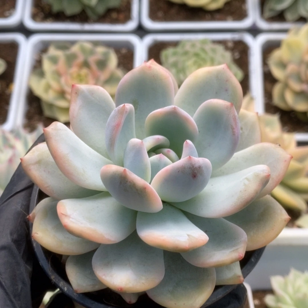 447橙子锦锦锦锦锦锦锦