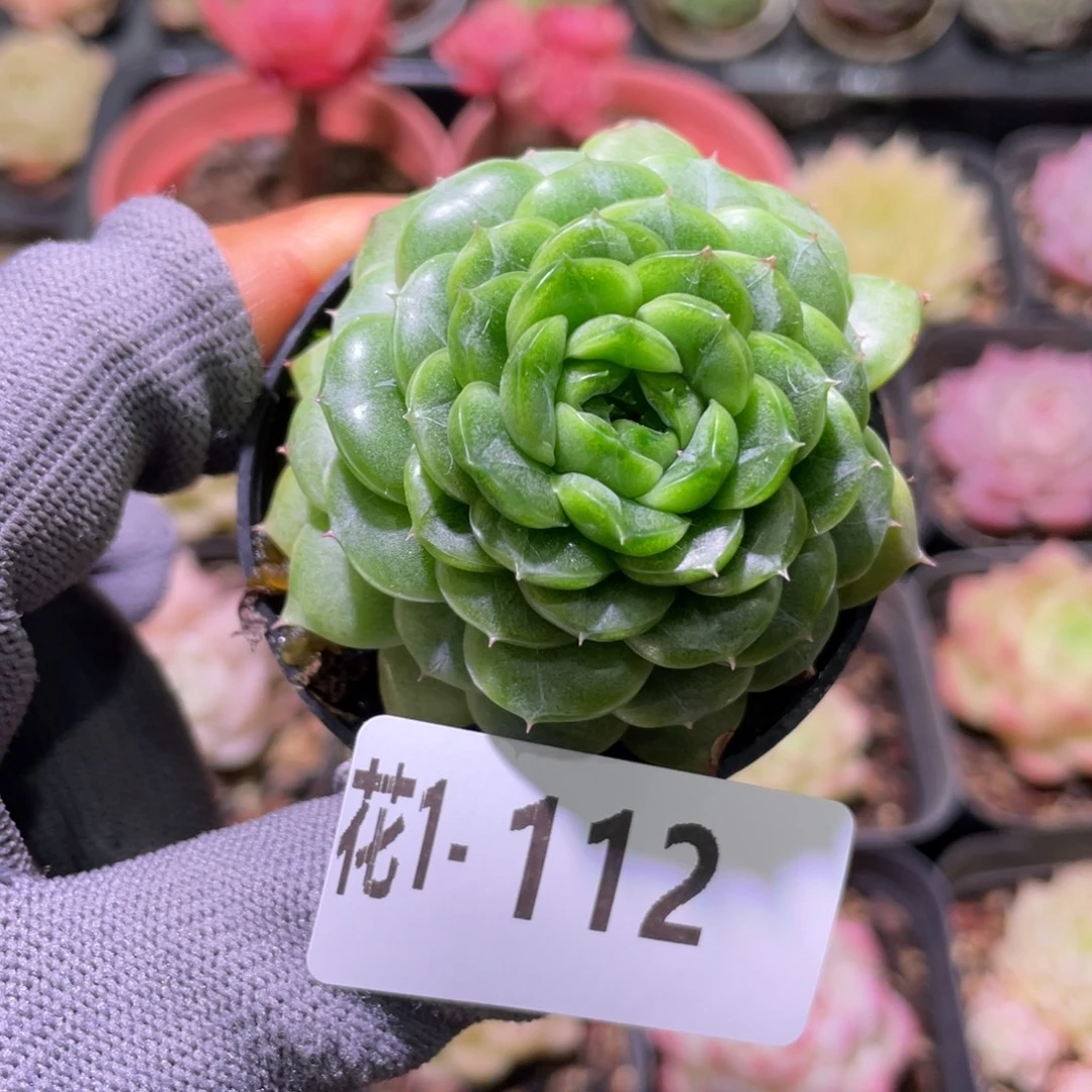 花利美  1-112翠玉莲轮