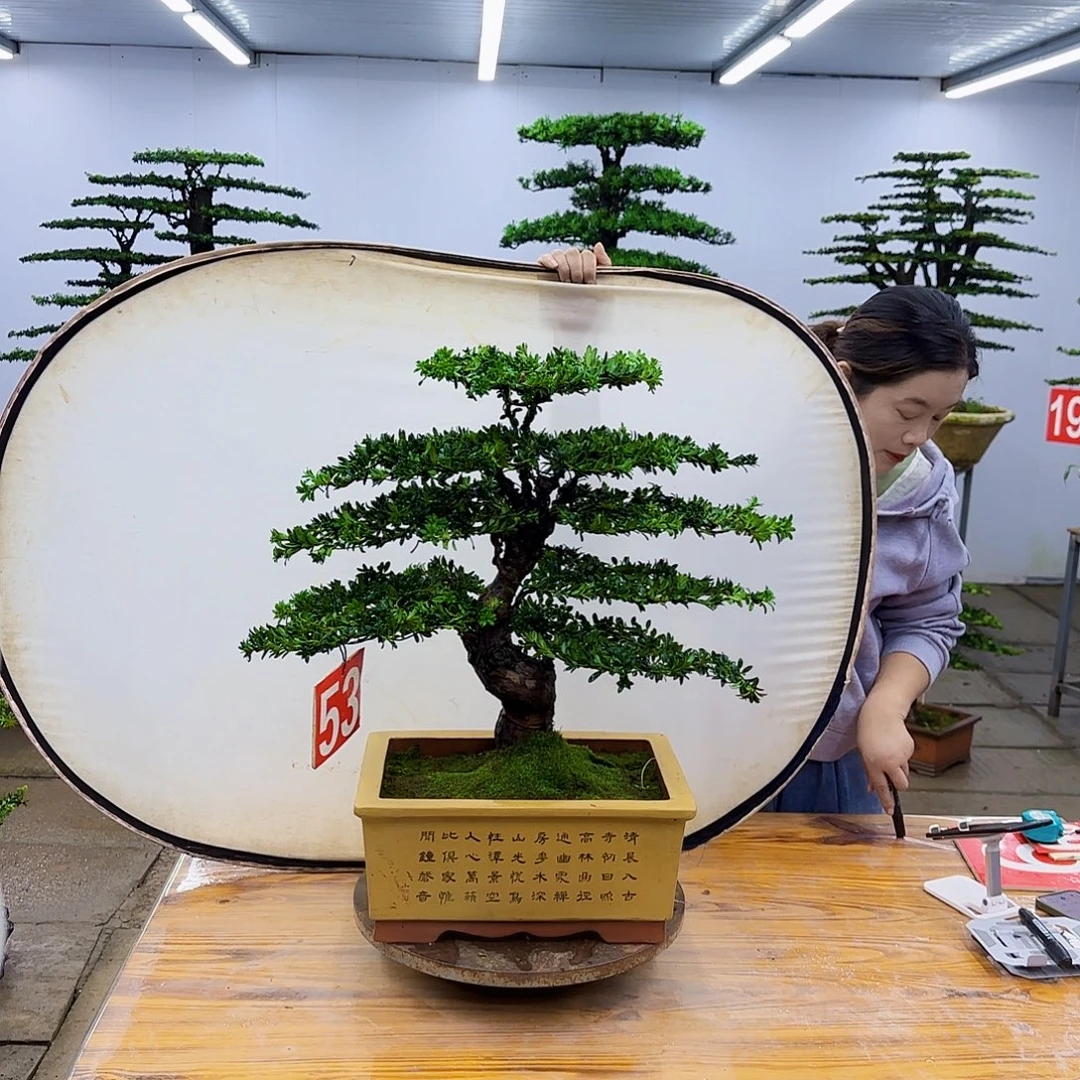 无花朵盆景直播间一物一拍