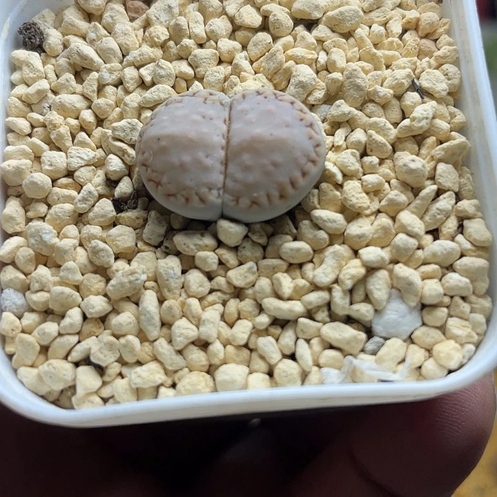 家人园艺多肉生石花饼干15