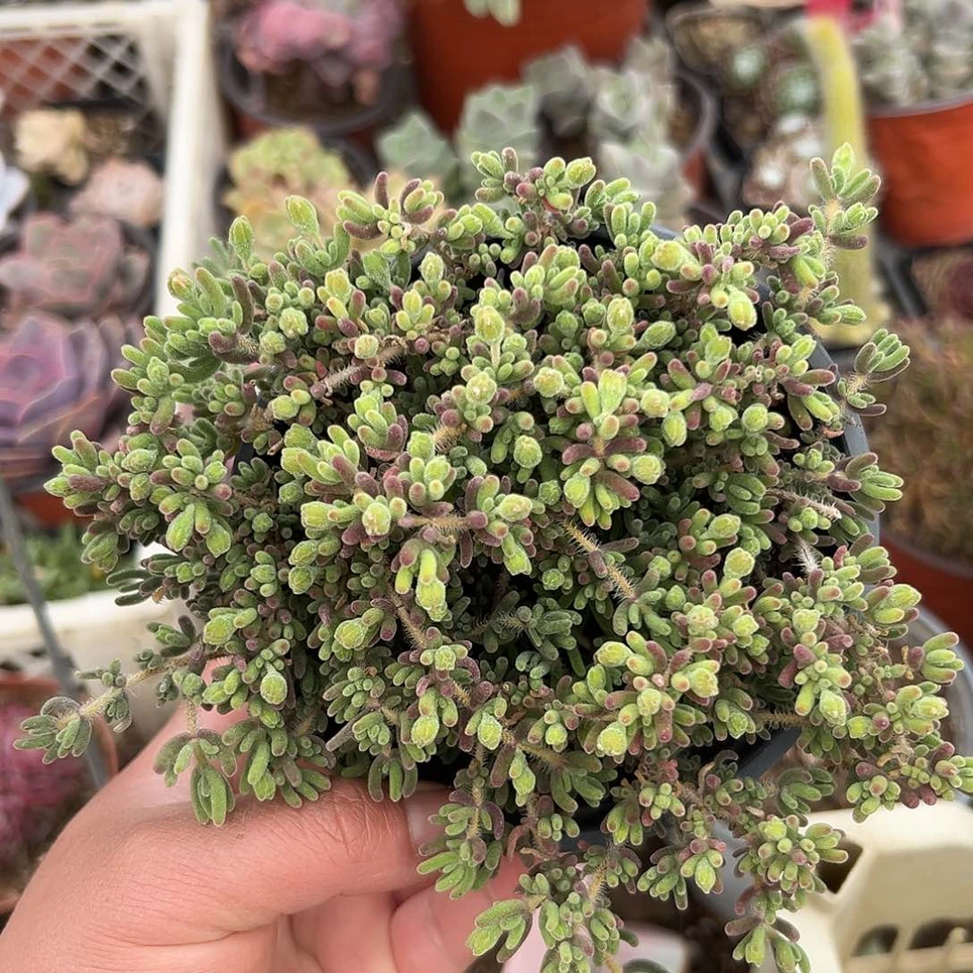 ?**?多肉植物多肉植物