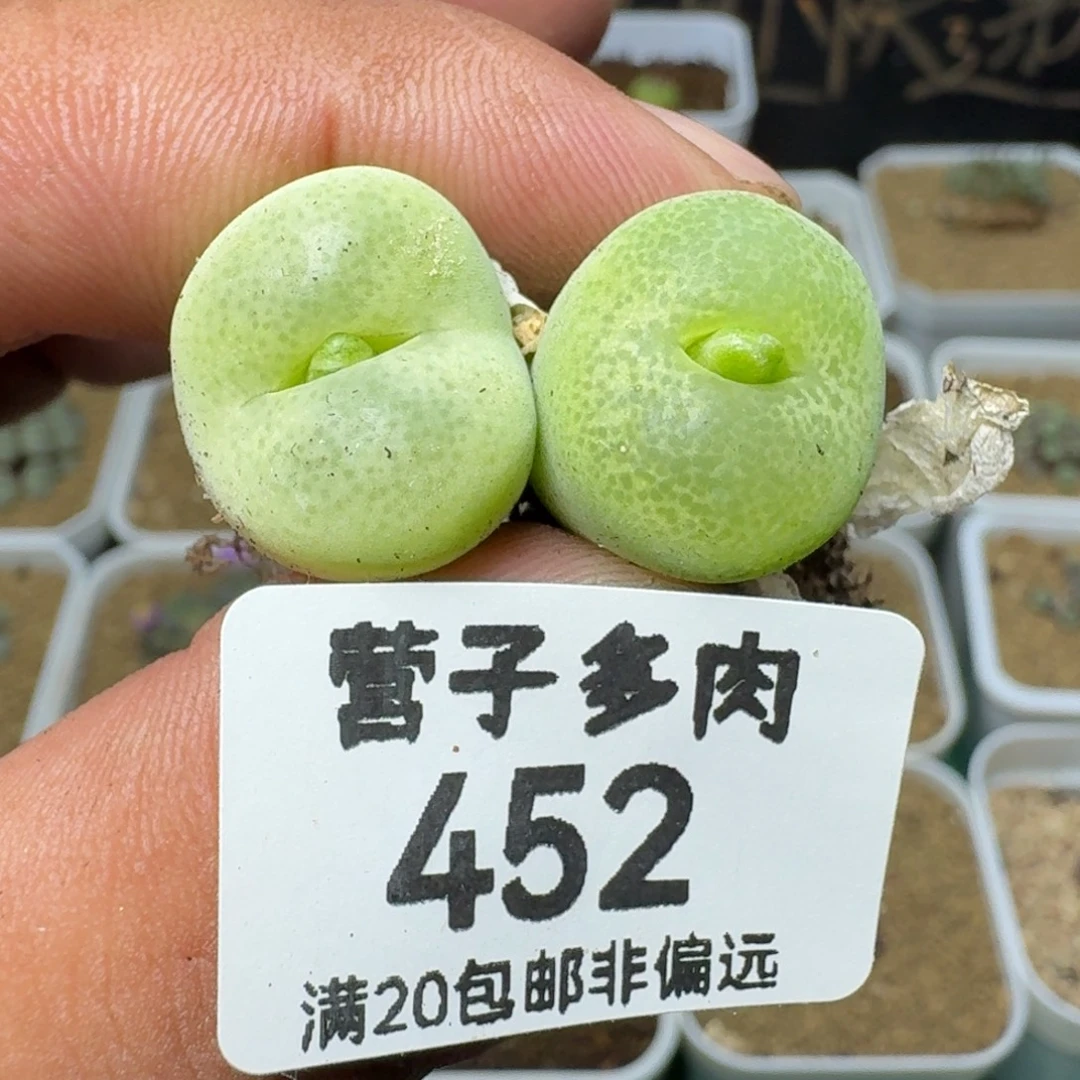 翠光