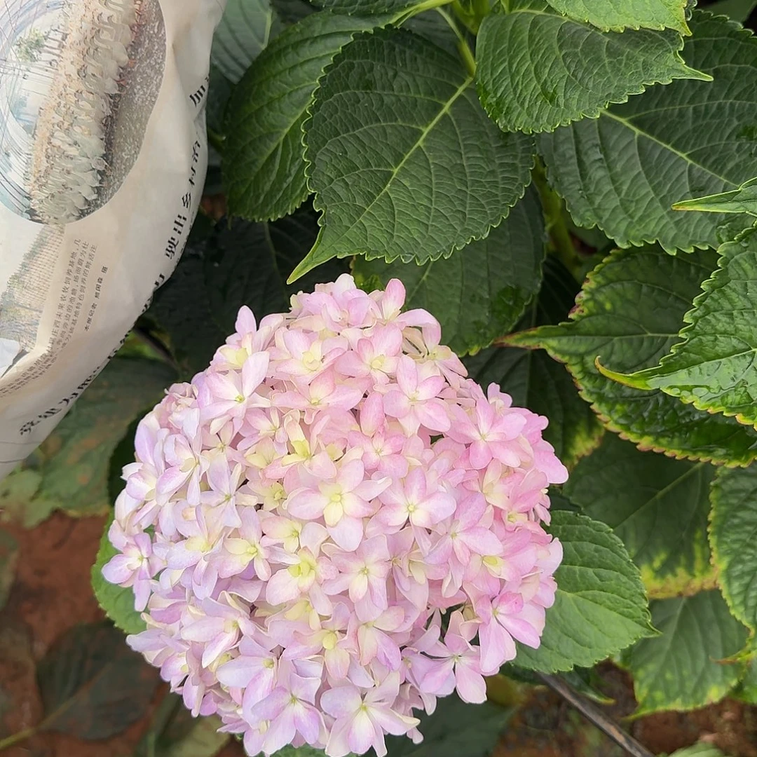 大部分花苞少量开放15
