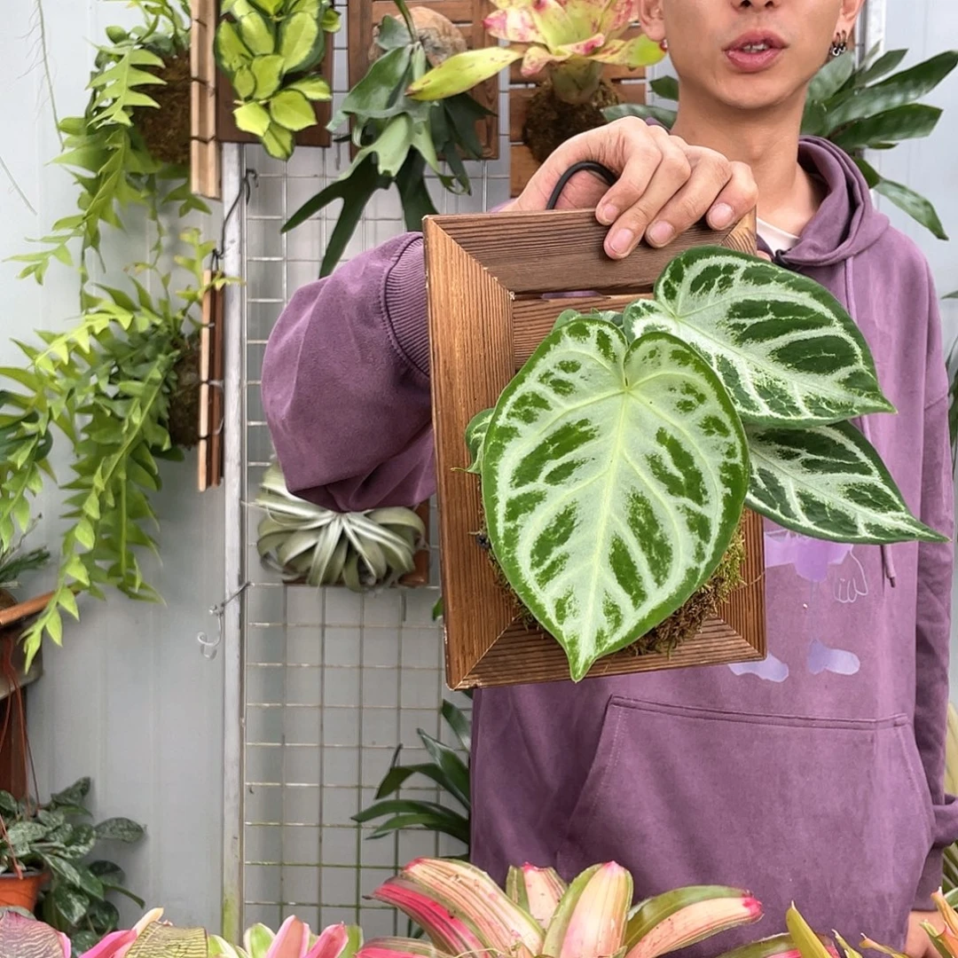 银刷子 花烛  上板 78