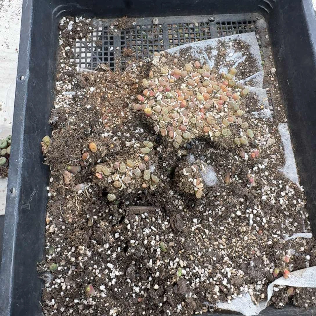 愉*447。  1453.9。风铃