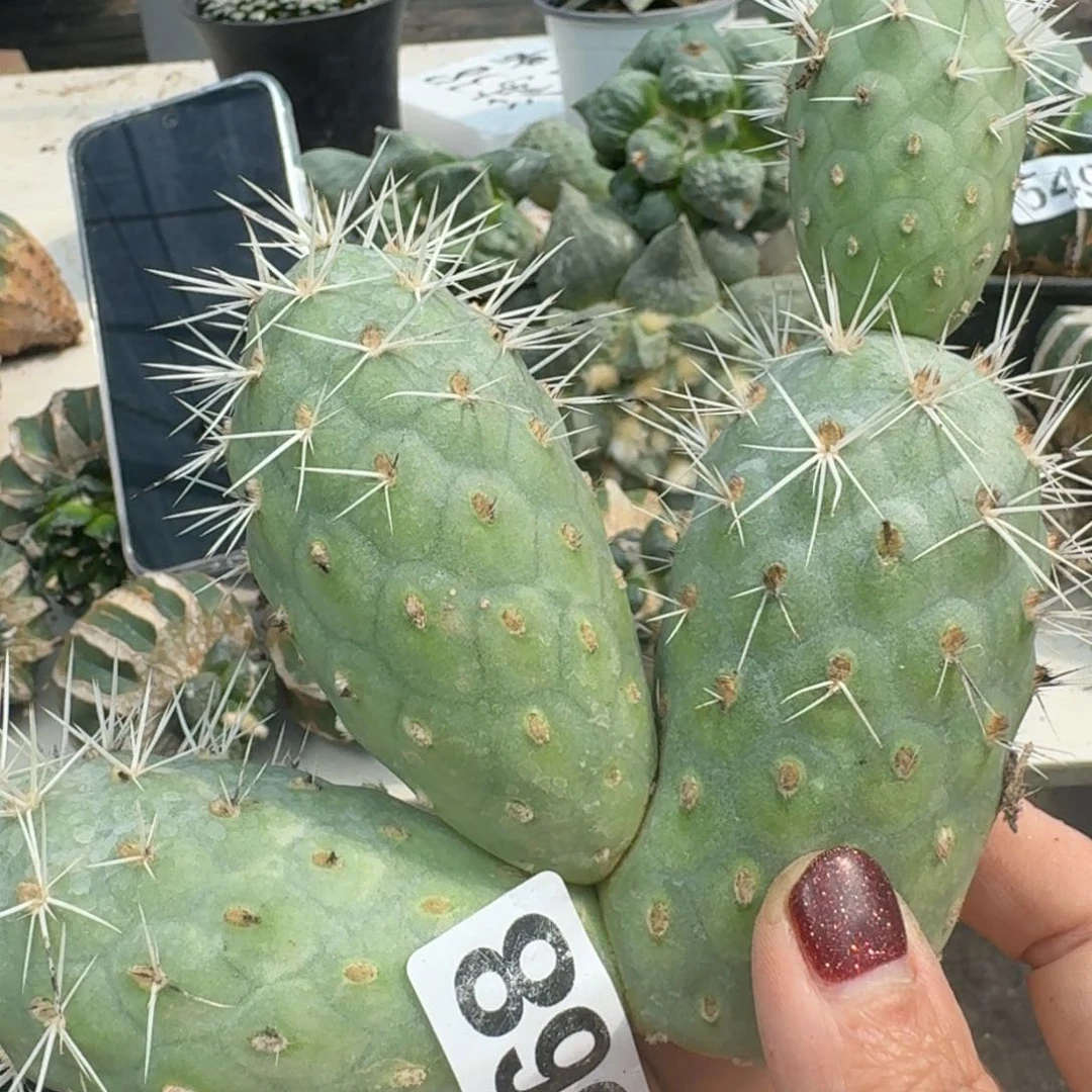【闪购商品】无花朵丁*头群头奶白刺868
