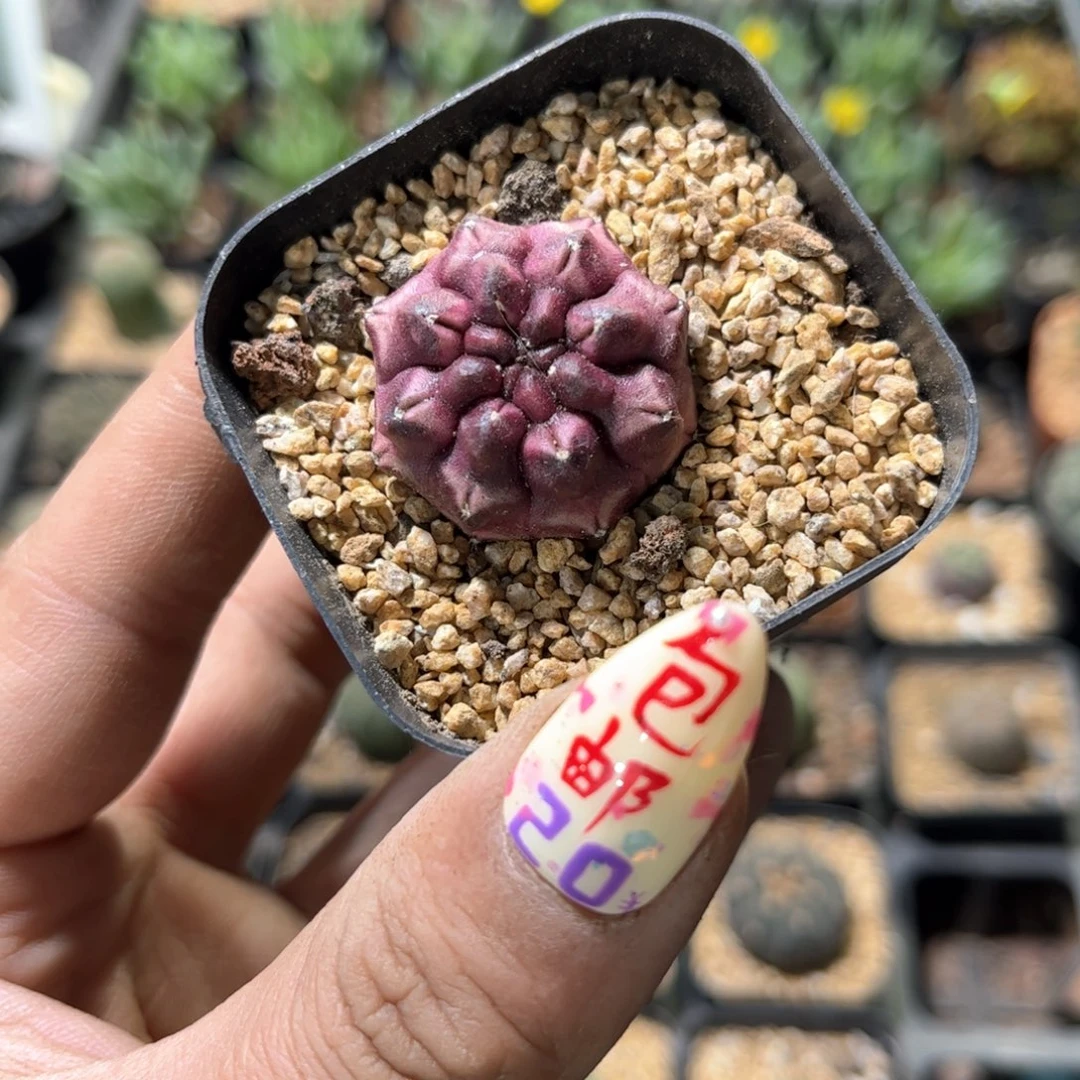 24273一物一拍单头梦想