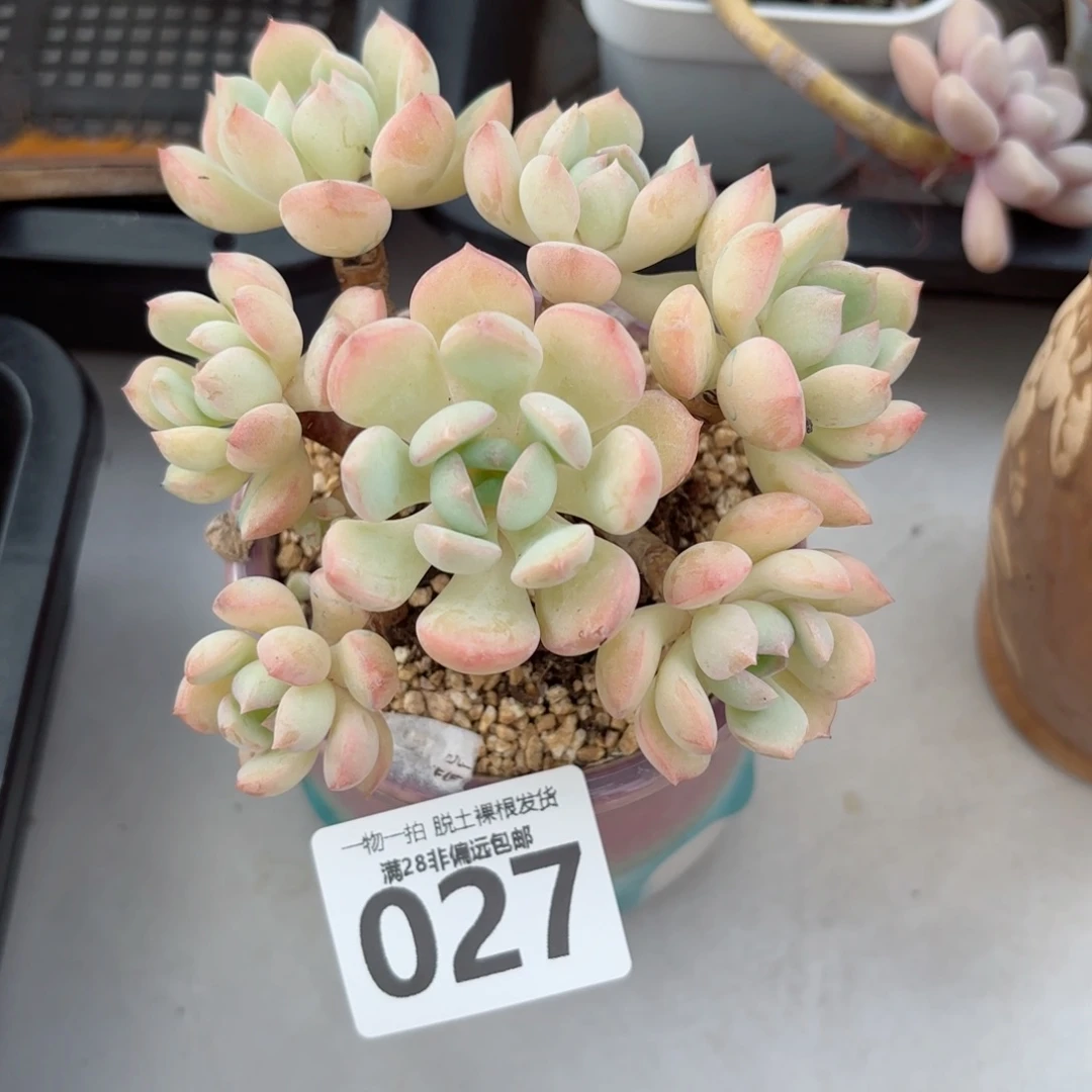 蜜桃格林老桩无盆土发货