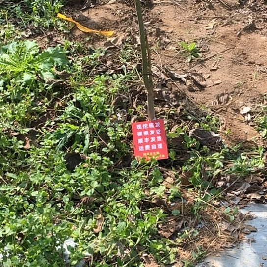 1***2文玩核桃吊坠鸡心