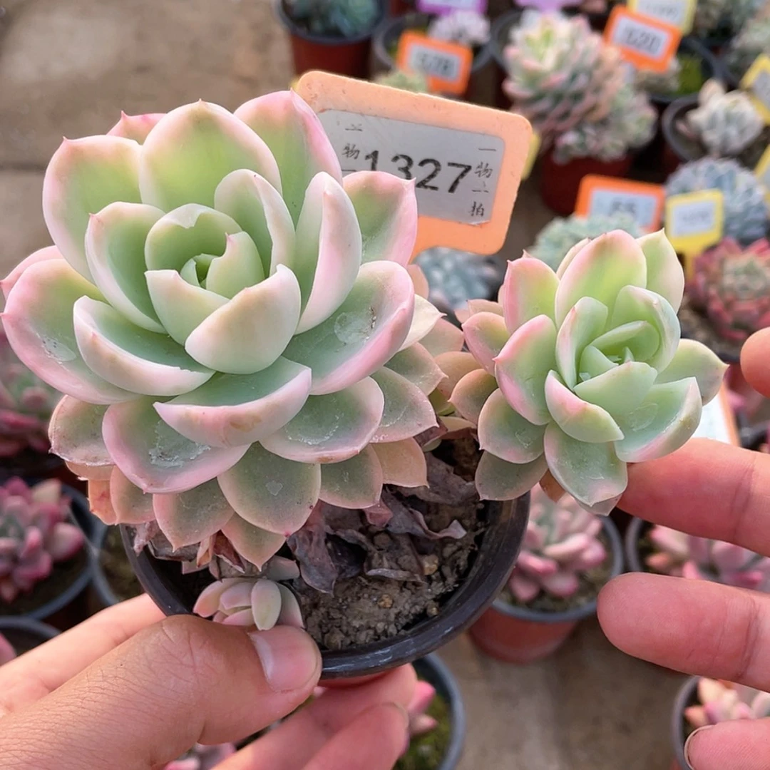 【闪购商品】1327号