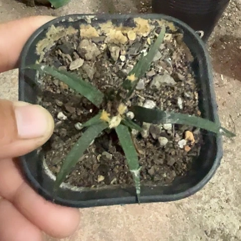 茗****龙舌兰牡丹生长植物