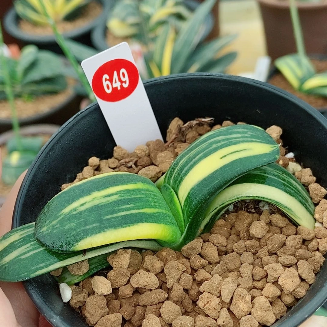 全部花苞649卧牛实生锦带盆发货