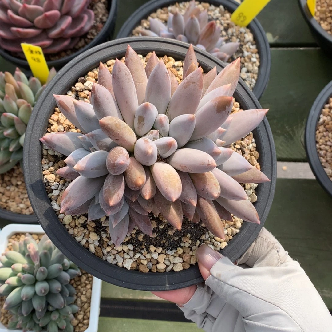 彩体 哥特群 一颗