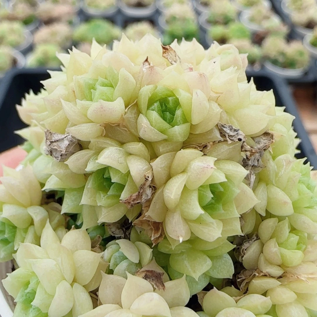 花语逸镜0703-13散
